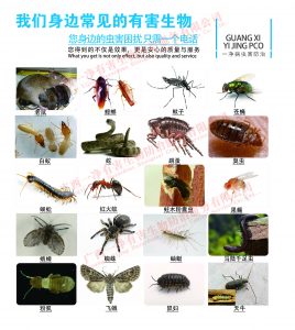 滅蟑螂公司