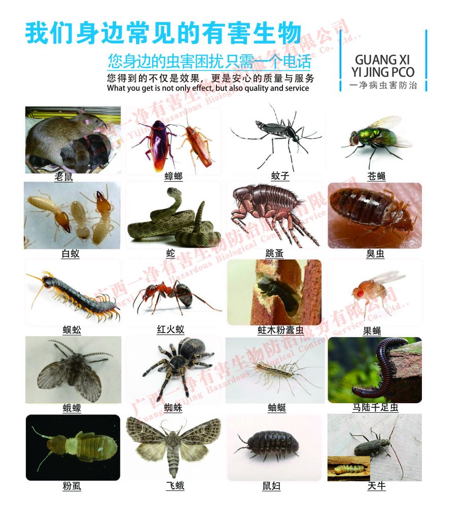 滅蟑螂公司