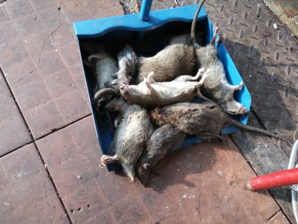 廣西南寧一凈蟲控餐廳滅鼠，工廠滅鼠，超市滅鼠、學(xué)校滅鼠
