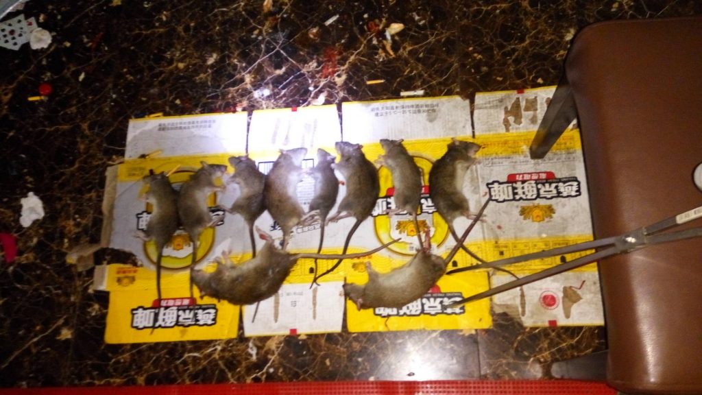 廣西南寧一凈蟲控餐廳滅鼠，工廠滅鼠，超市滅鼠、學(xué)校滅鼠