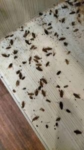 廣西南寧一凈滅蟑螂、滅蟑滅鼠、蟑螂預(yù)防