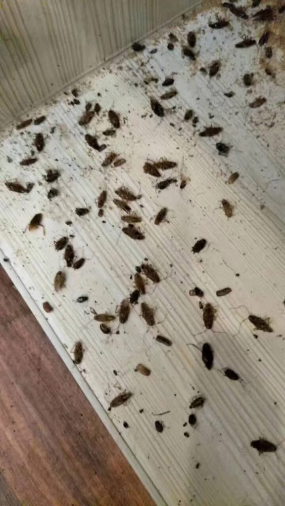 廣西南寧一凈蟲控餐廳滅蟑螂、工廠滅鼠滅蟑螂，超市滅鼠滅蟑螂、學(xué)校滅鼠滅蟑螂